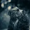 von der ZusamAue profile