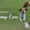 of Flabby Ears profile