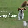 of Flabby Ears profile