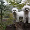 Charming Paws profile