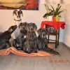 vom Stern der Ostara profile
