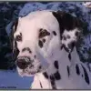of the Smiling Spots profile