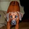 Kennel from Rhodesian Spirit  profile