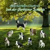 Mini Australian Shepherd's von der Garbsener Schweiz  profile