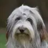 vom Meland profile
