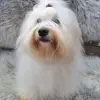 Sweet Little white Angel of Paradise profile