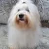 Sweet Little white Angel of Paradise profile