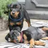 de la Ville de Hamburg profile