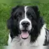 vom Alkuhn profile