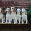 New Impressions profile