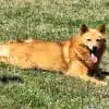 Little Fox of Candlehome profile