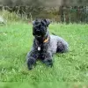 vom Kranichtanz profile