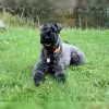 vom Kranichtanz profile