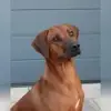 Shangalia profile