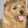 Little Lucky's profile