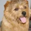 Little Lucky's profile
