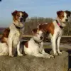 von der Au profile