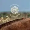 Nyawela profile