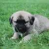 Sicimogullari Kangal profile