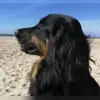 vom Yoldia-Meer profile