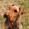 von Allegra profile