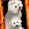 Chippendale of Golden Parents profile