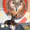 vom Honighof profile