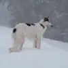 Lyubovsdream profile