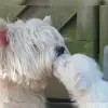 Braveheart's profile