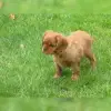 Conlea’s profile