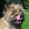 Cairn-Lady's profile