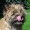 Cairn-Lady's profile