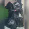 vom Wunderhorn profile