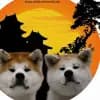 of Shukeiyen Kensha profile