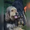 Houndville profile