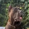 de los Hijos del Norte profile