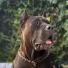 de los Hijos del Norte profile
