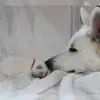 vom Licht der Nacht profile