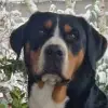 vom Hohen Habichtswald profile