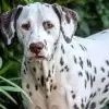 KisPiDo’s profile