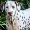 KisPiDo’s profile