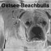 Ostsee-Beachbulls profile