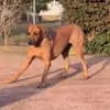 Kennel vom Werratal profile