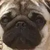 Sunshine Pug profile