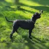 vom Grünen Heiner profile