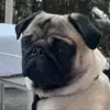 Monty Pythons profile