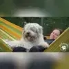 von den Keksdieben profile