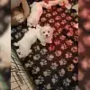 Snowball profile