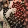 Snowball profile