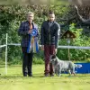 Bavarian Heelers profile